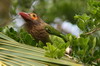 Brown-headed Barbet (Psilopogon zeylanicus) - Sri Lanka