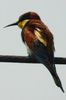 Gu�pier d'Europe (Merops apiaster) - France