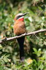 White-fronted Bee-eater (Merops bullockoides) - Botswana