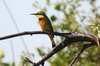 Little Bee-eater (Merops pusillus) - Botswana