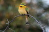 Little Bee-eater (Merops pusillus) - Botswana