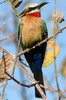 Gupier  front blanc (Merops bullockoides) - Botswana