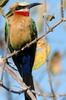 White-fronted Bee-eater (Merops bullockoides) - Botswana