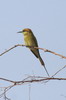 Gupier d'Orient (Merops orientalis) - Inde