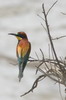 European Bee-eater (Merops apiaster) - France