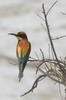 Gupier d'Europe (Merops apiaster) - France