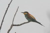 Gupier d'Europe (Merops apiaster) - France