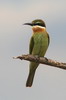 Olive Bee-eater (Merops superciliosus) - Ethiopia