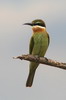 Gupier de Madagascar (Merops superciliosus) - Ethiopie