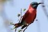 Gupier carlate (Merops nubicus) - Ethiopie