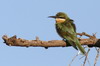 Gupier de Madagascar (Merops superciliosus) - Ethiopie