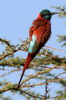 Gupier carlate (Merops nubicus) - Ethiopie