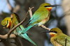 Gupier  queue d'azur (Merops philippinus) - Sri Lanka