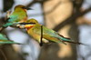 Blue-tailed Bee-eater (Merops philippinus) - Sri Lanka