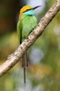 Asian Green Bee-eater (Merops orientalis) - Sri Lanka