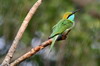 Gupier d'Orient (Merops orientalis) - Sri Lanka