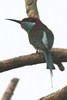 Gu�pier � gorge bleue (Merops viridis) - Malaisie