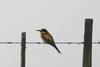 European Bee-eater (Merops apiaster) - France