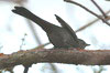 Grey Catbird (Dumetella carolinensis) - Cuba