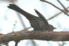 Moqueur chat (Dumetella carolinensis) - Cuba