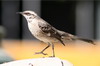 Long-tailed Mockingbird (Mimus longicaudatus) - Peru