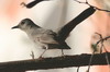 Grey Catbird (Dumetella carolinensis) - Mexico