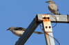 Tropical Mockingbird (Mimus gilvus) - Mexico