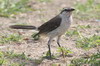 Chalk-browed Mockingbird (Mimus saturninus) - Argentina