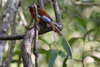 Malagasy Paradise-flycatcher (Terpsiphone mutata) - Madagascar