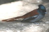 African Paradise-flycatcher (Terpsiphone viridis) - Ethiopia