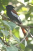 African Paradise-flycatcher (Terpsiphone viridis) - Ethiopia