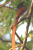 Indian Paradise-flycatcher (Terpsiphone paradisi) - Sri Lanka