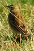 Pipit de Richard (Anthus richardi) - France