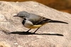 Bergeronnette malgache (Motacilla flaviventris) - Madagascar