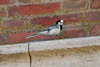 White Wagtail (Motacilla alba) - France