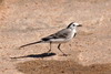 White Wagtail (Motacilla alba) - Egypt