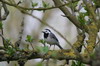 Bergeronnette grise (Motacilla alba) - France