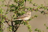 Tree Pipit (Anthus trivialis) - France