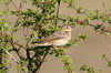 Pipit des arbres (Anthus trivialis) - France