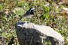 Bergeronnette grise (Motacilla alba) - France