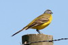 Western Yellow Wagtail (Motacilla flava) - France