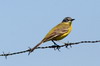 Western Yellow Wagtail (Motacilla flava) - France