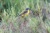 Western Yellow Wagtail (Motacilla flava) - France