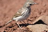 Berthelot's Pipit (Anthus berthelotii) - Madeira