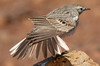 Berthelot's Pipit (Anthus berthelotii) - Madeira