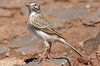 Berthelot's Pipit (Anthus berthelotii) - Madeira