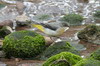 Grey Wagtail (Motacilla cinerea) - Madeira