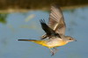 Bergeronnette des ruisseaux (Motacilla cinerea) - Madre