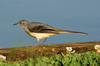 Bergeronnette des ruisseaux (Motacilla cinerea) - Madre