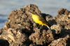 Western Yellow Wagtail (Motacilla flava) - Ethiopia